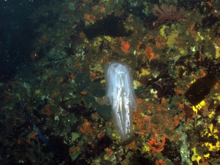 펀다이빙 - 강원도 고성 LF문암리조트 - 낙산