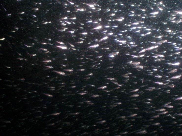 펀다이빙 - 강원도 강릉 경포다이브리조트 - 해중공원