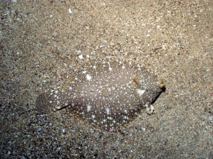 펀다이빙 - 강원도 강릉 경포다이브리조트 - 해중공원