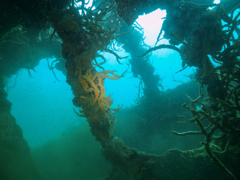 렉(Wrdck) 다이빙 - 팔라완 코론(산호다이브 리조트) - 이스트 탕캇(East Tangot)