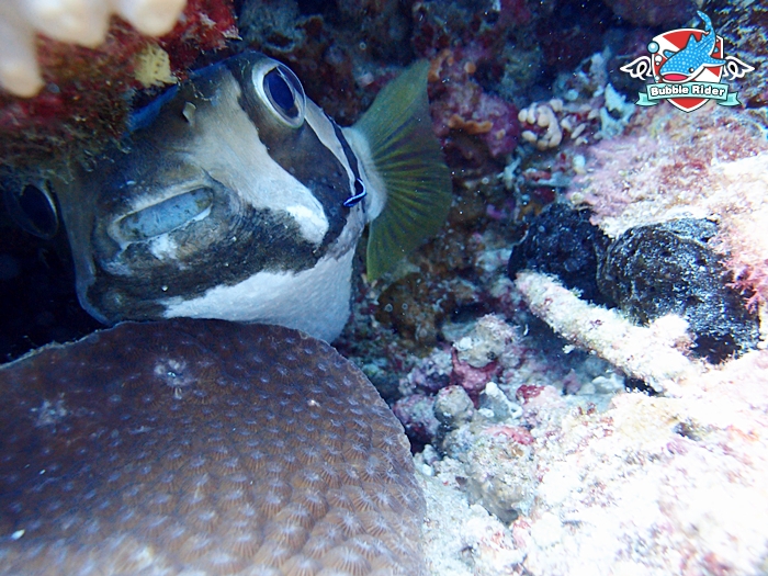 보홀 - 발리카삭