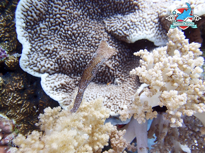 보홀 - 발리카삭