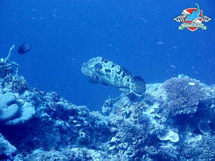 보홀 - 발리카삭