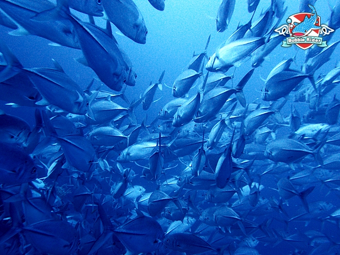 보홀 - 발리카삭