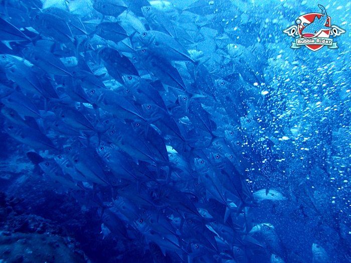 보홀 - 발리카삭