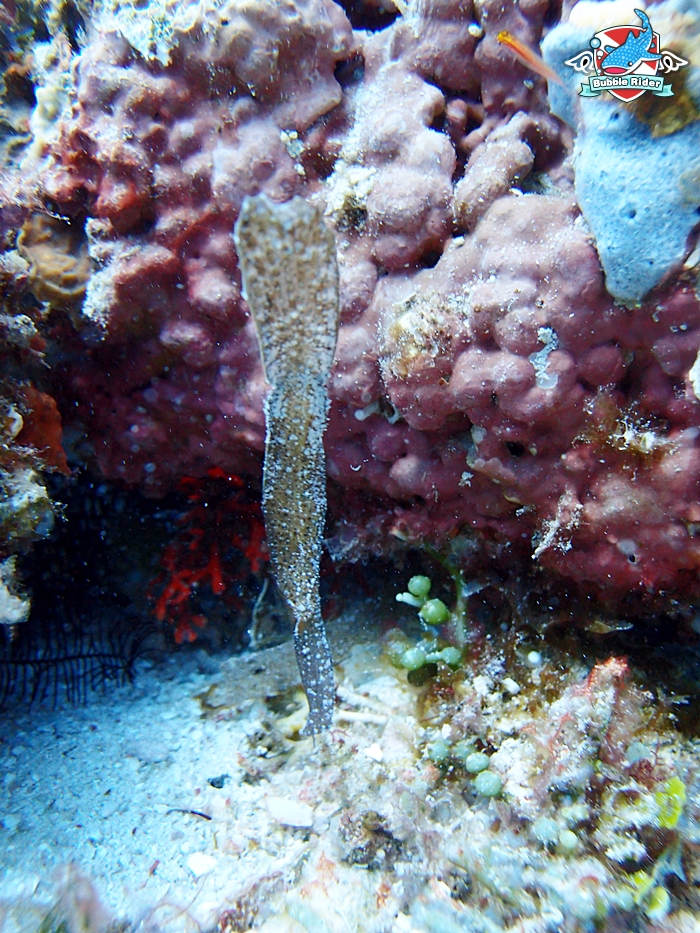 보홀 - 발리카삭