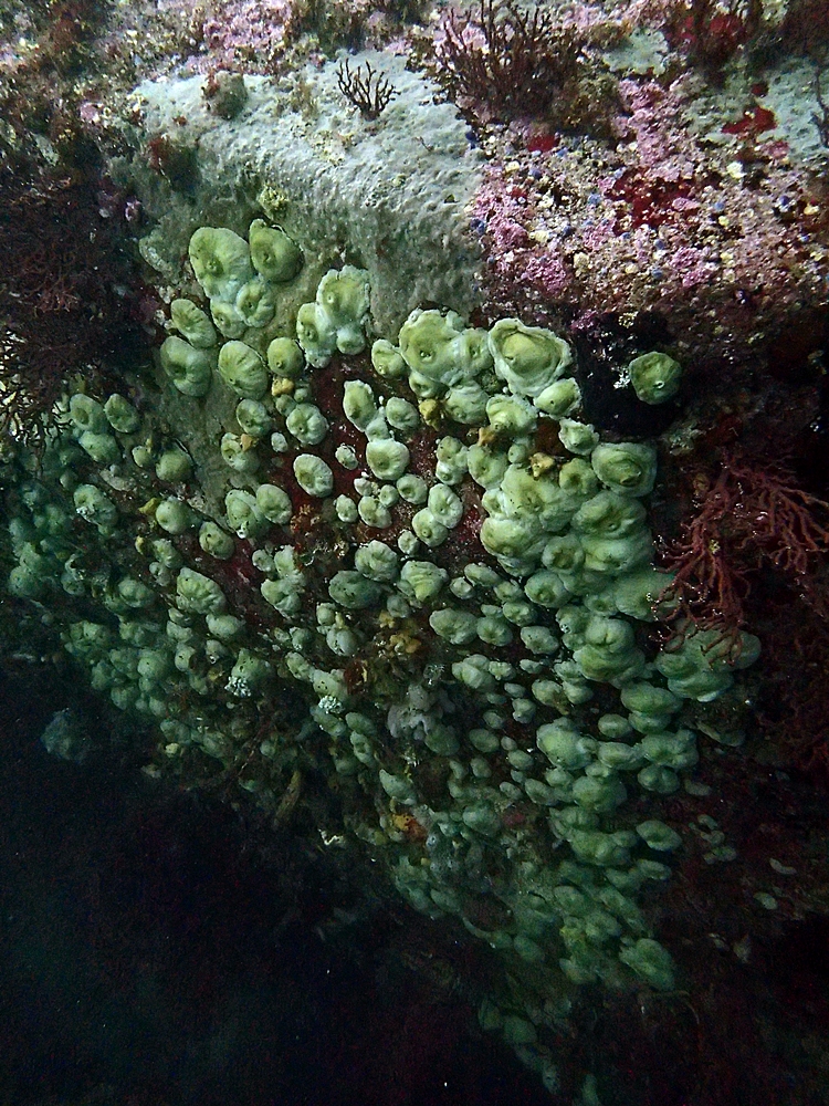 Fun Diving - 강원도 고성 청간정 리조트 (http://cafe.naver.com/gooddive) - 신규 포인트