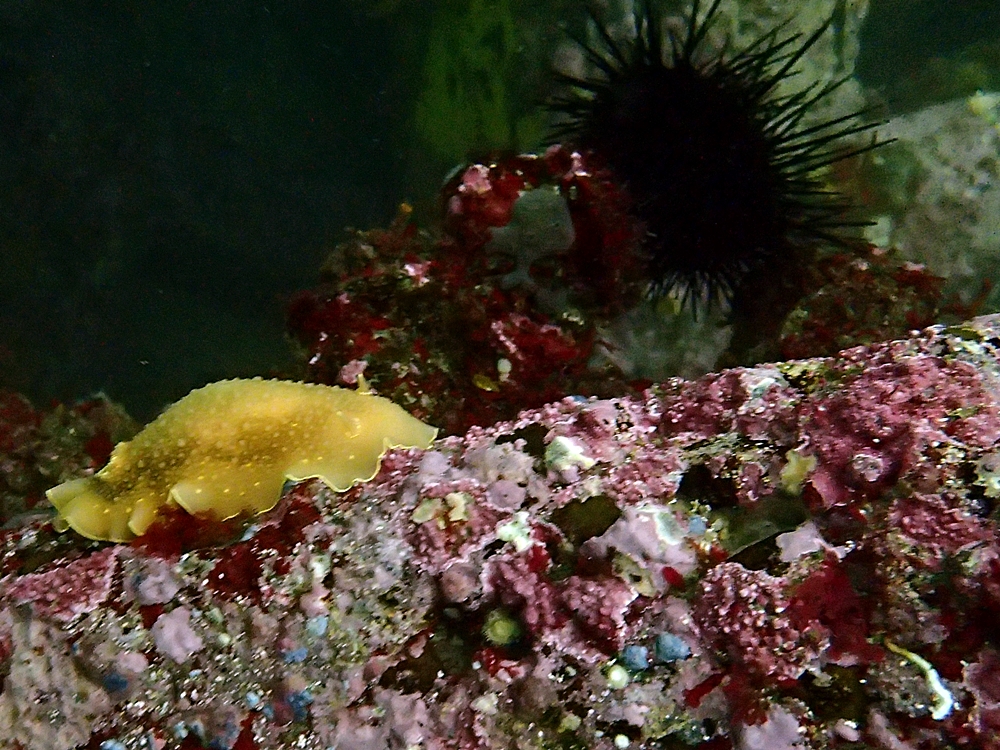Fun Diving - 강원도 고성 청간정 리조트 (http://cafe.naver.com/gooddive) - 인공어초