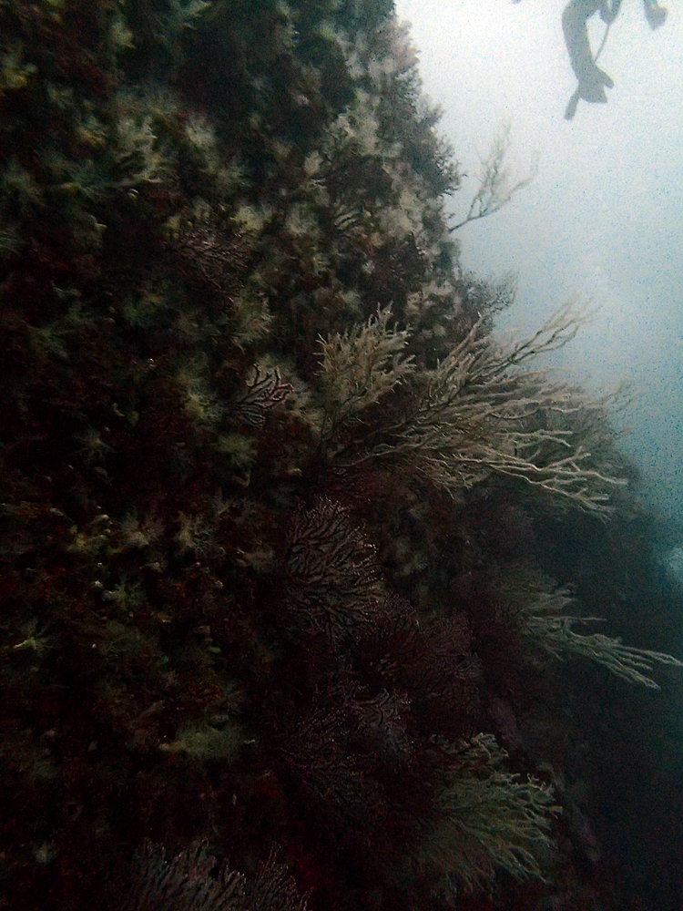 Fun Diving - 강원도 고성 청간정 리조트 (http://cafe.naver.com/gooddive) - 신규 포인트