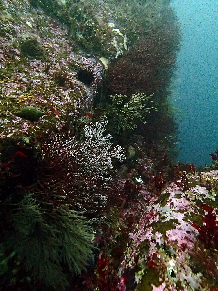 Fun Diving - 강원도 고성 청간정 리조트 (http://cafe.naver.com/gooddive) - 신규 포인트 