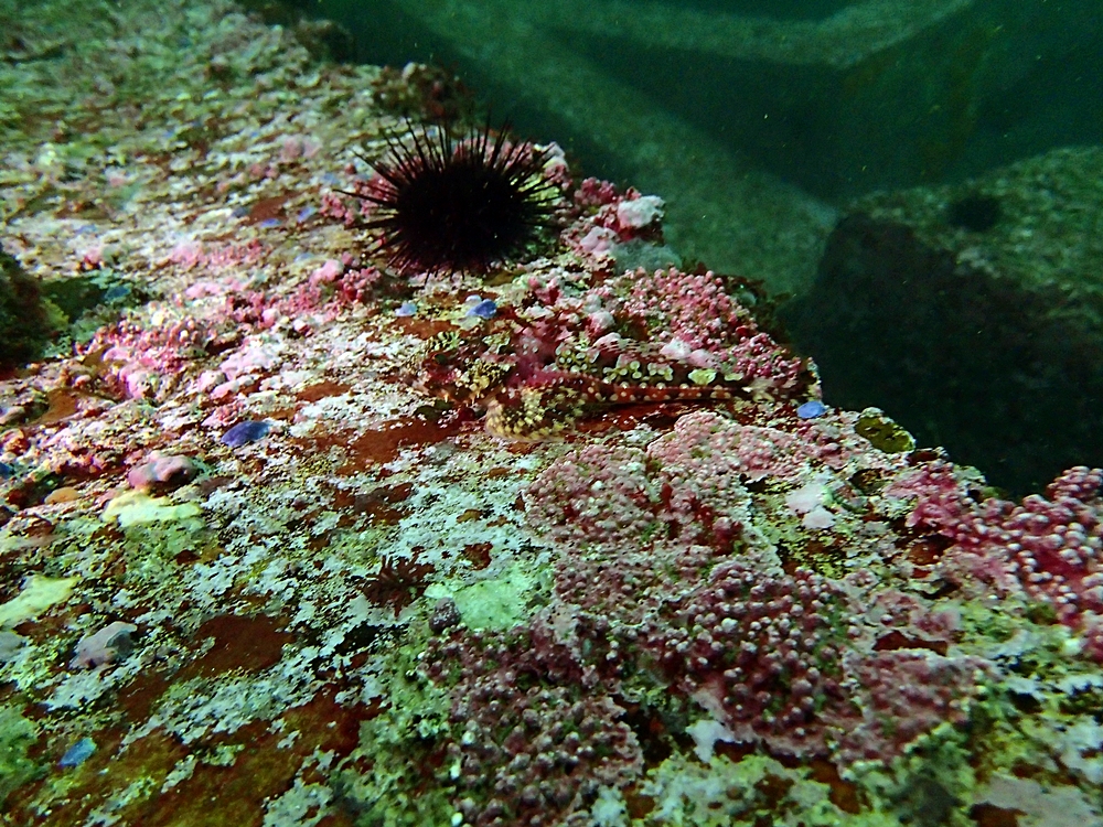 Fun Diving - 강원도 고성 청간정 리조트 (http://cafe.naver.com/gooddive) - 인공어초