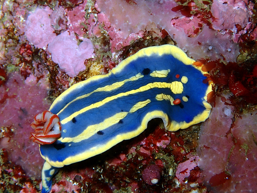 Fun Diving - 강원도 고성 청간정 리조트 (http://cafe.naver.com/gooddive) - 인공어초
