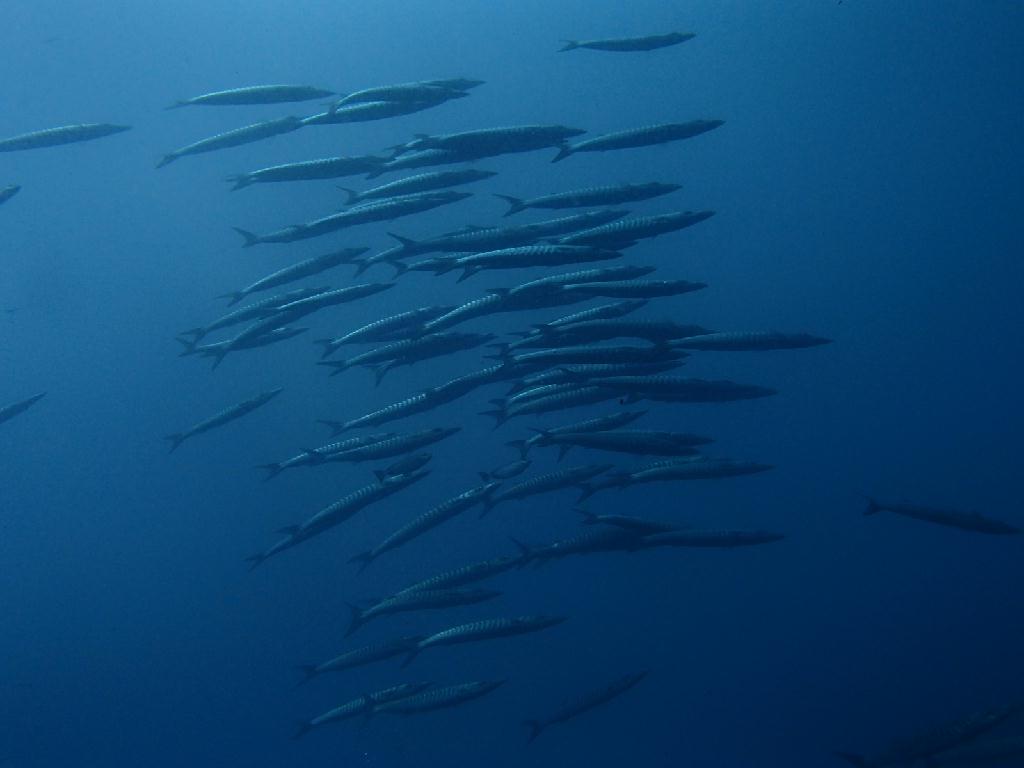 데이트립 이틀째 - 푸켓 - 아네모네 리프