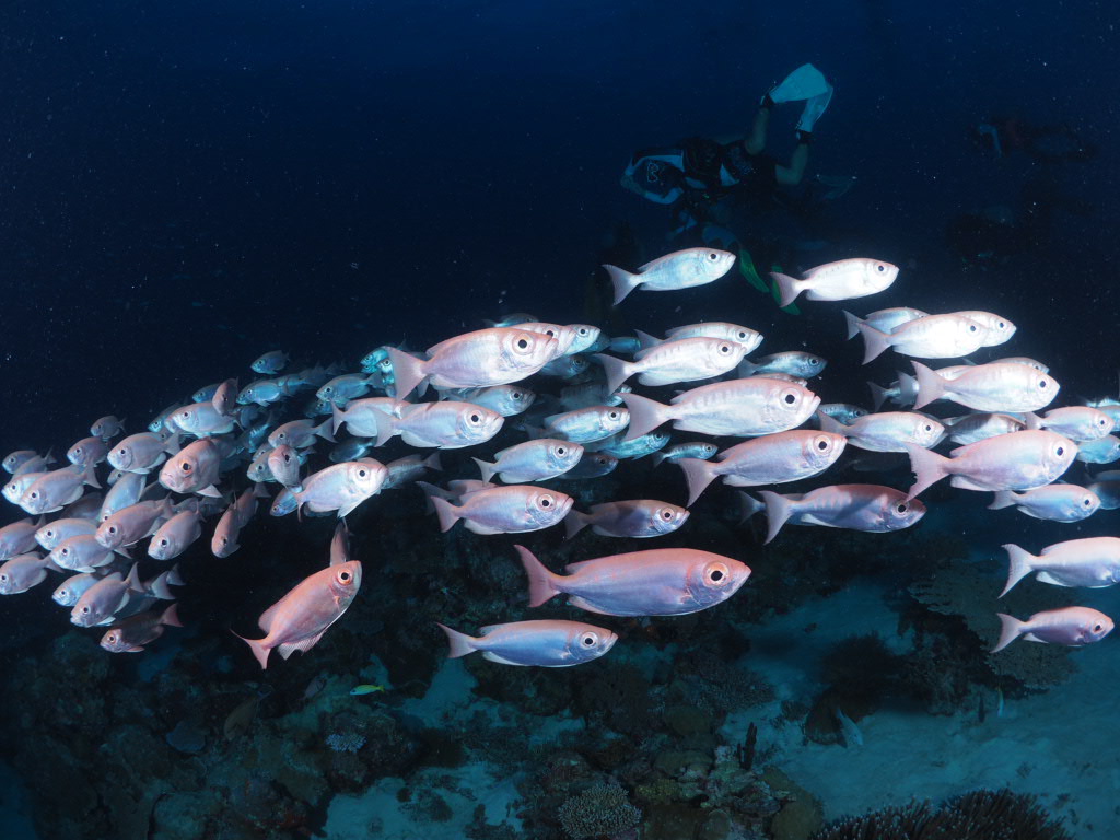 펀 다이빙 - 팔라우  - ULONG WALL