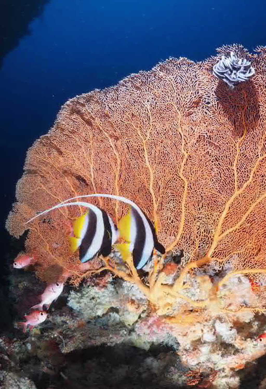 펀 다이빙 - 팔라우  - ULONG WALL