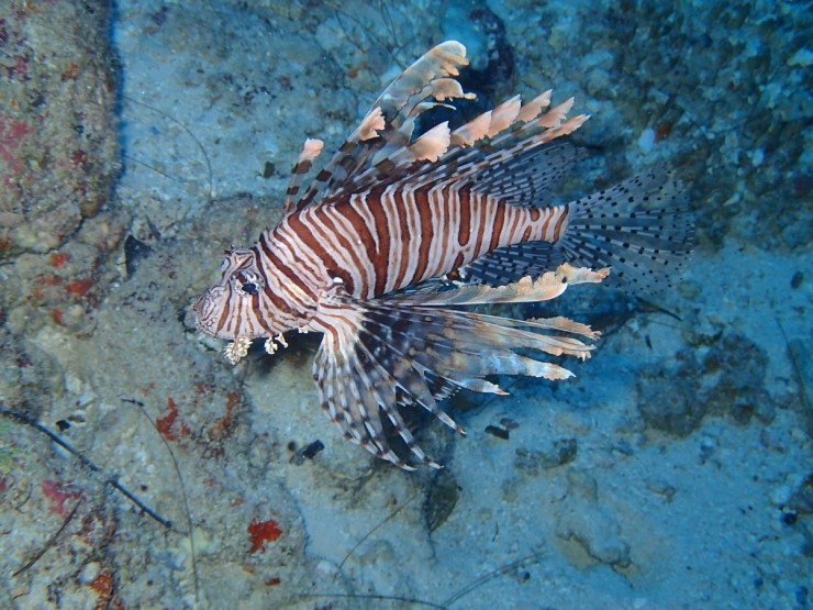 펀 다이빙 - 팔라우 - BLUE HOLE