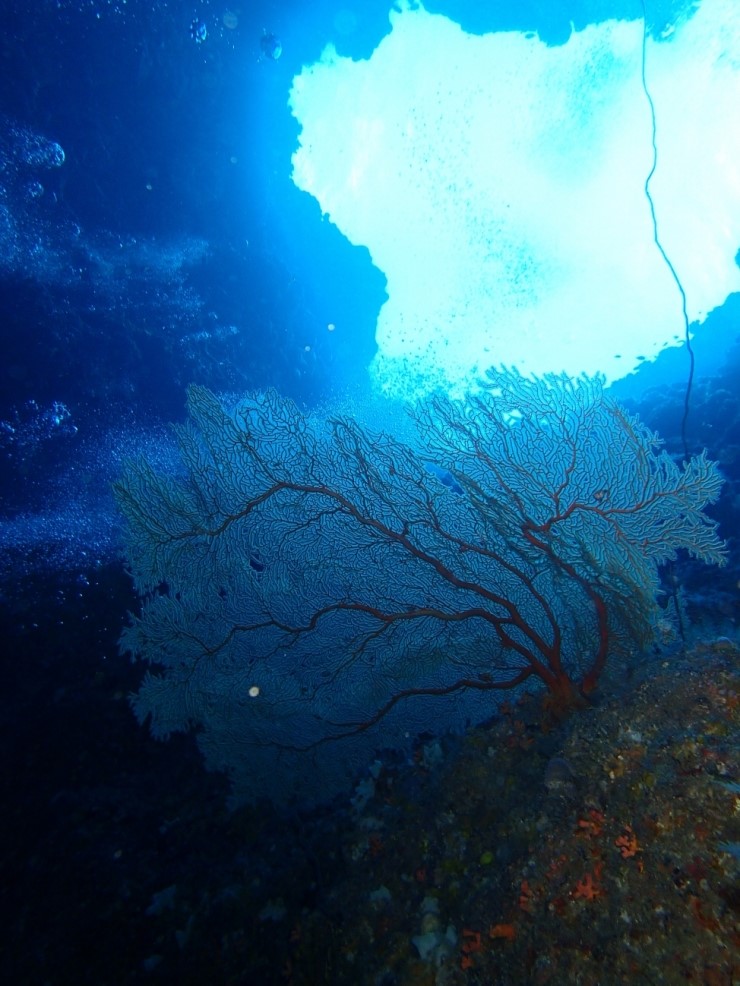 펀 다이빙 - 팔라우 - BLUE HOLE