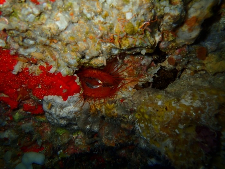 펀 다이빙 - 팔라우 - BLUE HOLE