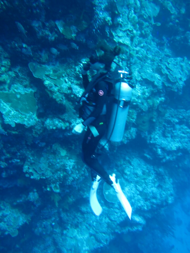 PALAU - Turtle Cove