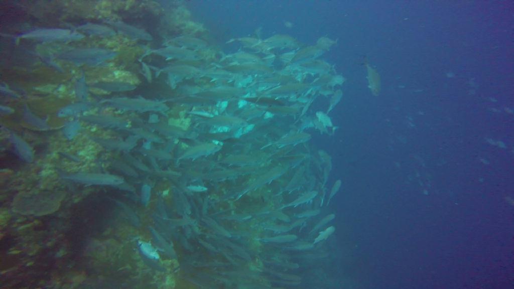 펀다이빙 - 필리핀 보홀 팜아일랜드 리조트 - 발리카삭