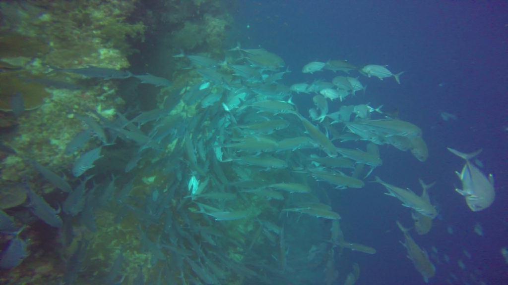 펀다이빙 - 필리핀 보홀 팜아일랜드 리조트 - 발리카삭