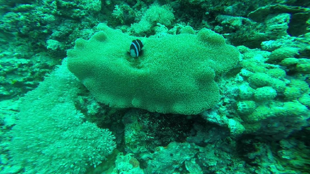 펀다이빙 - 필리핀 보홀 팜아일랜드 리조트 - 발리카삭