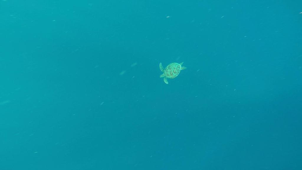 펀다이빙 - 필리핀 보홀 팜아일랜드 리조트 - 발리카삭