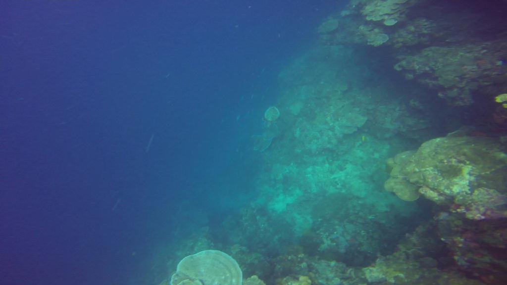 펀다이빙 - 필리핀 보홀 팜아일랜드 리조트 - 발리카삭