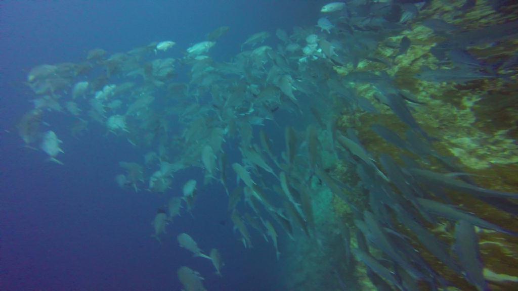 펀다이빙 - 필리핀 보홀 팜아일랜드 리조트 - 발리카삭