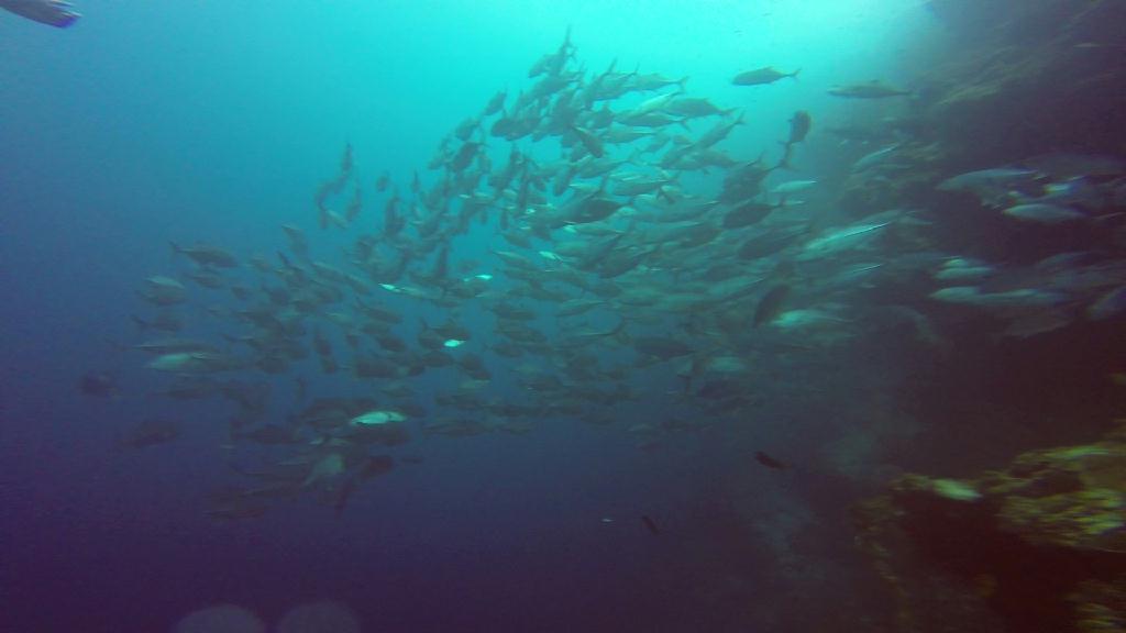 펀다이빙 - 필리핀 보홀 팜아일랜드 리조트 - 발리카삭