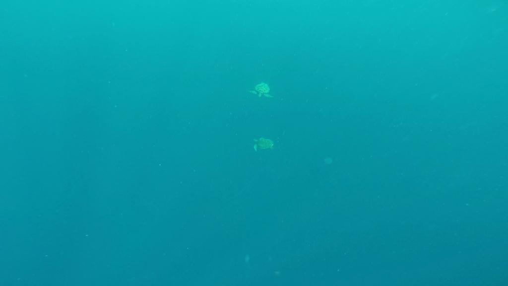 펀다이빙 - 필리핀 보홀 팜아일랜드 리조트 - 발리카삭