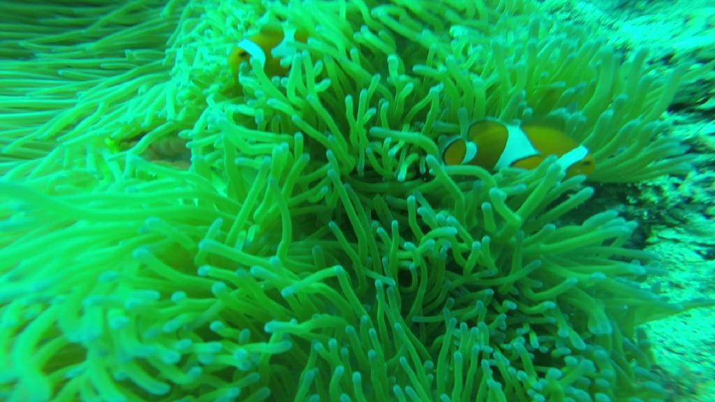 펀다이빙 - 필리핀 보홀 팜아일랜드 리조트 - 발리카삭