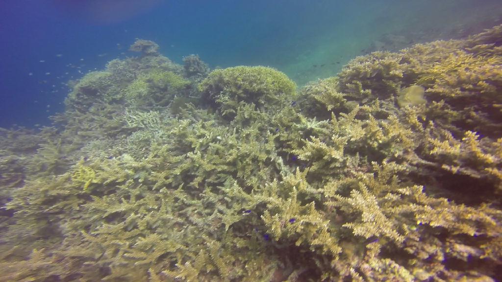 펀다이빙 - 필리핀 보홀 팜아일랜드 리조트 - 발리카삭