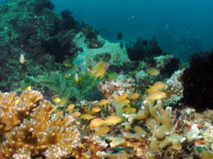 펀다이빙 - 필리핀 세부 건우다이브리조트 - 칸누마카