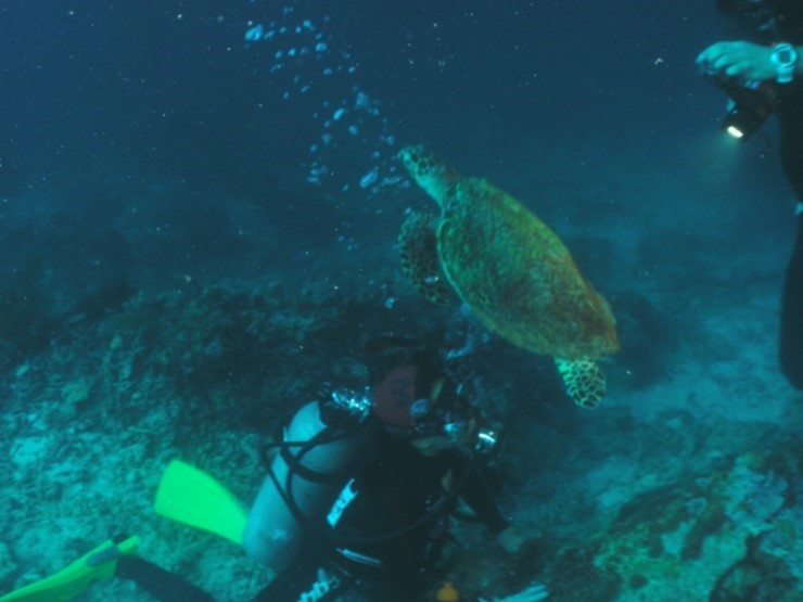 펀다이빙 - 필리핀 세부 건우다이브리조트 - 수밀론 이카루스