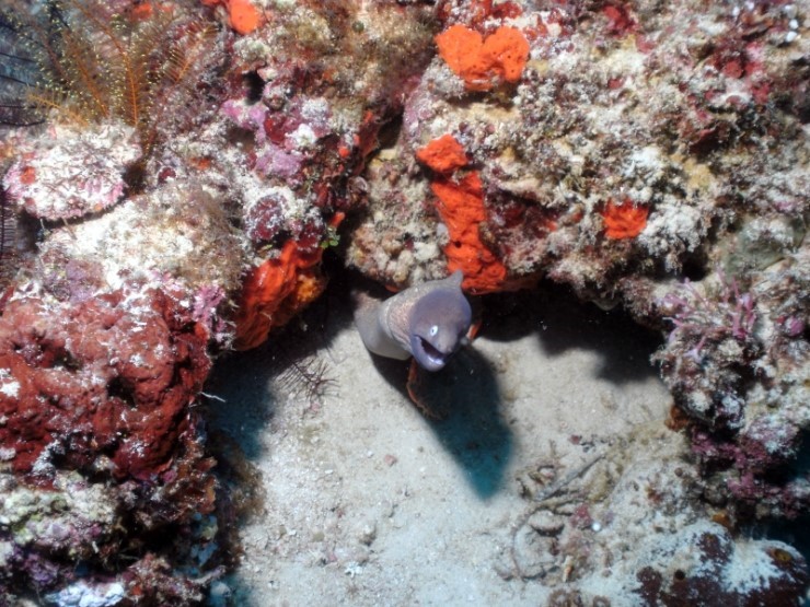 펀다이빙 - 필리핀 세부 건우다이브리조트 - 하우스리프