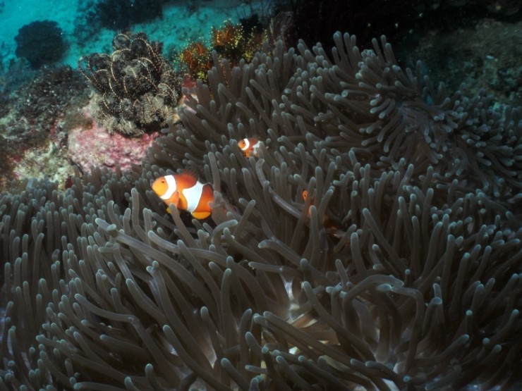 펀다이빙 - 필리핀 세부 건우다이브리조트 - 하우스리프