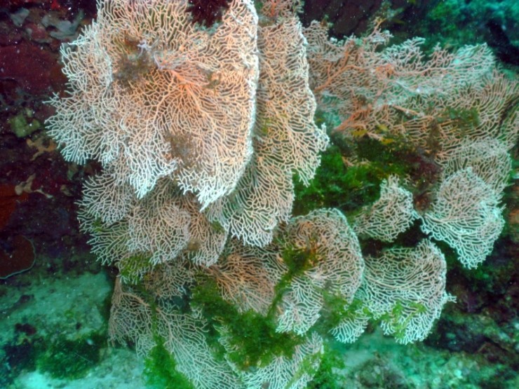 펀다이빙 - 필리핀 세부 건우다이브리조트 - 하우스리프