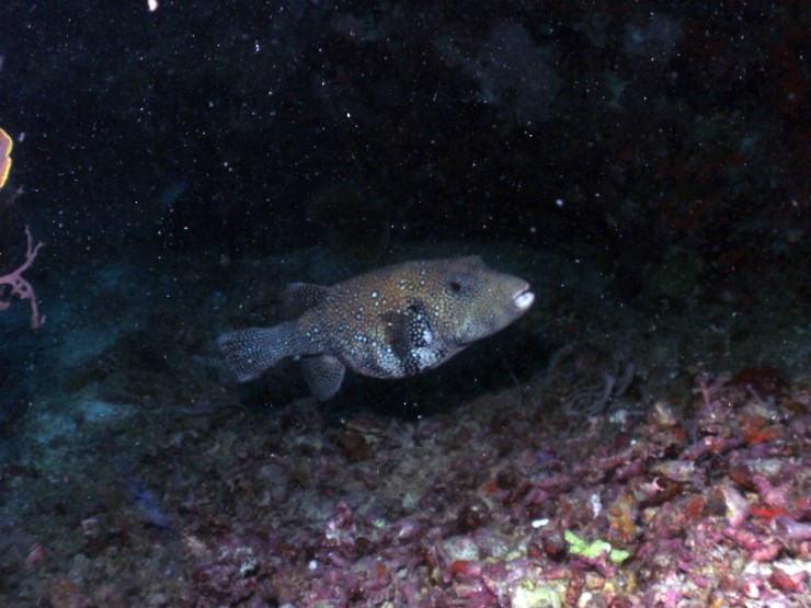 펀다이빙 - 필리핀 세부 건우다이브리조트 - 수밀론