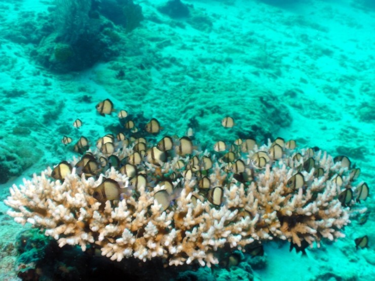 펀다이빙 - 필리핀 세부 건우다이브리조트 - 수밀론 이카루스