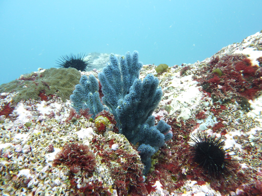 레져 - 월포 - 자연짬
