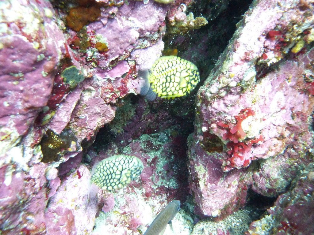 레져 - 월포 - 자연짬