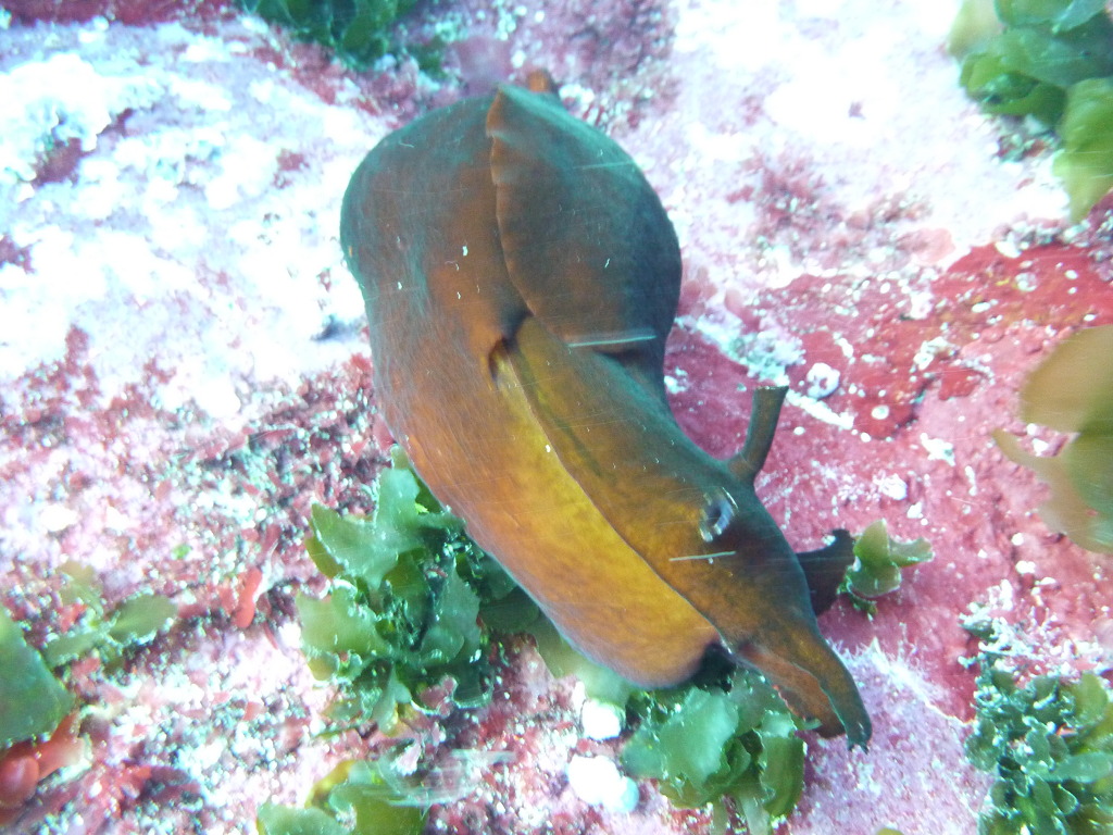 레져 - 월포 - 자연짬