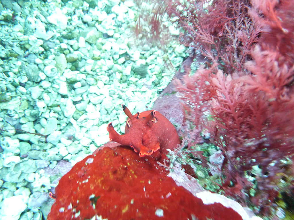 레져 - 월포 - 자연짬