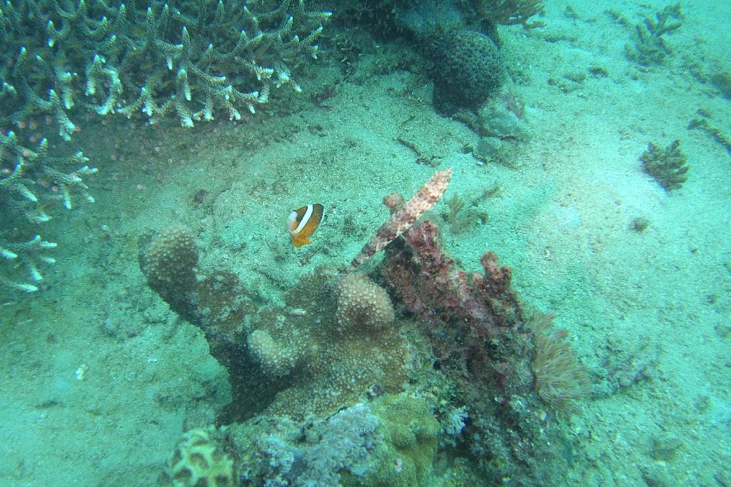 사방레드썬 - 알마제인