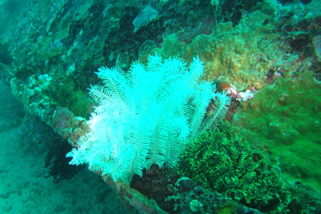 사방레드썬 - 알마제인