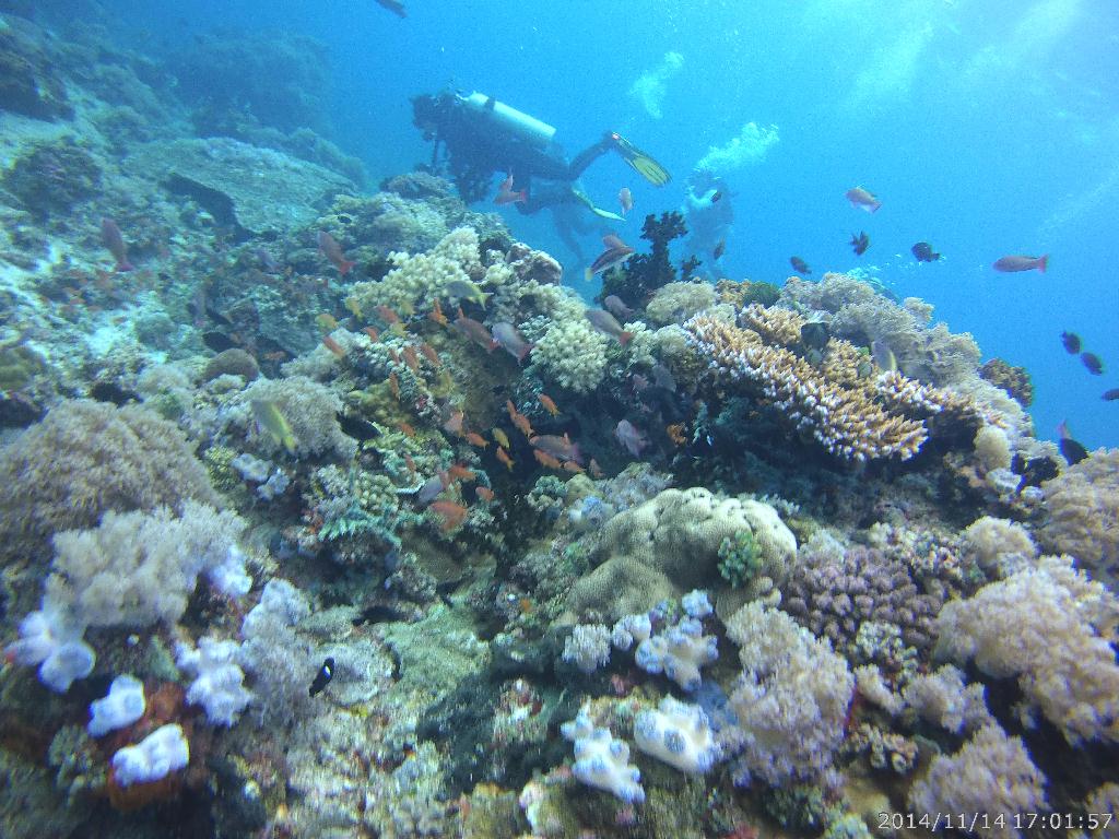 펀다이빙 - 필리핀 Dive7000Resort - 솜다레보