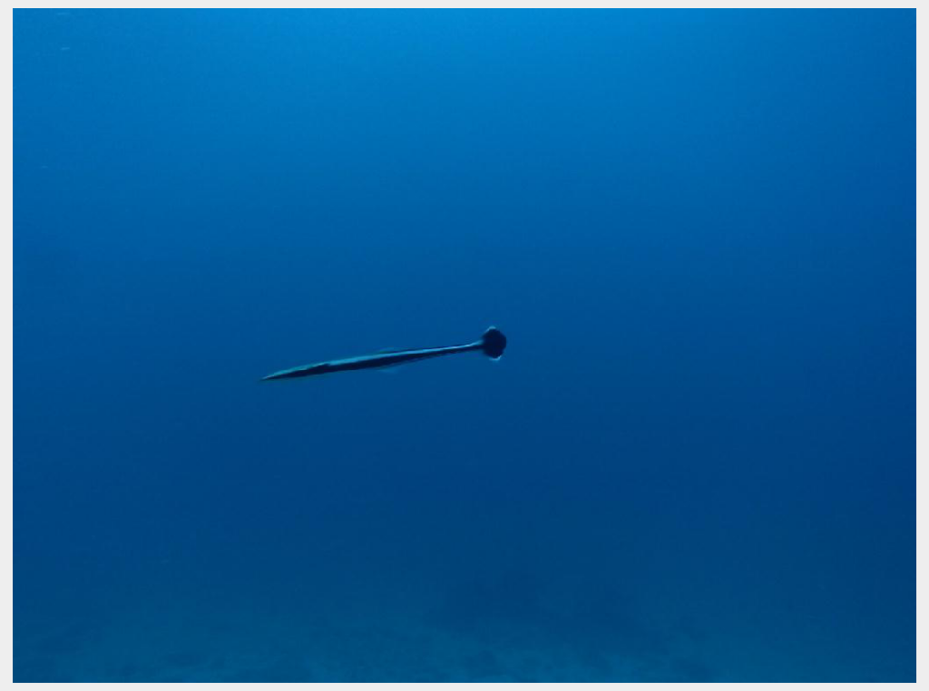 푸켓 데이트립 - 푸켓 - 라차노이