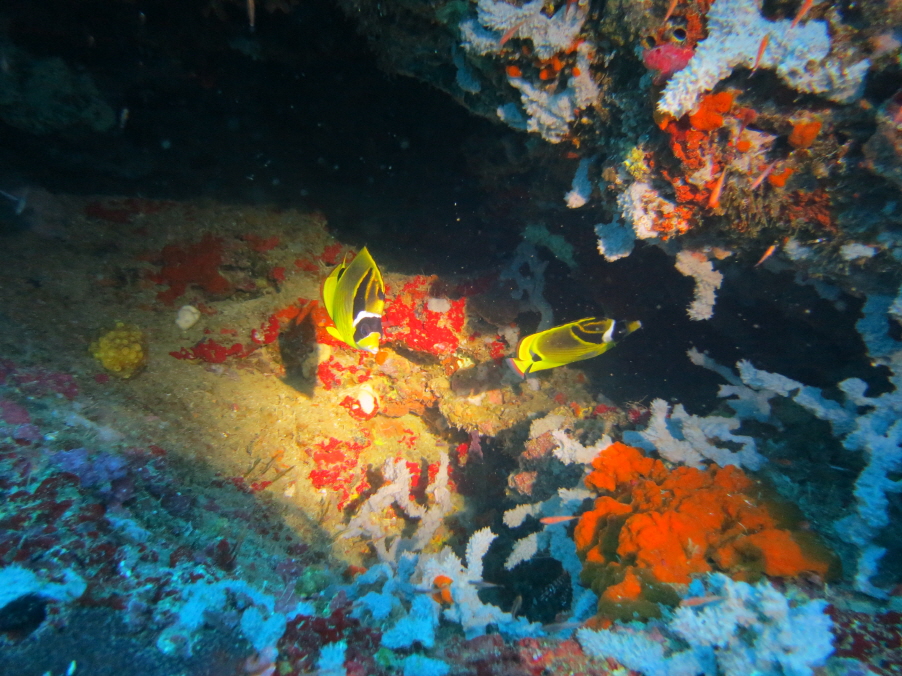 MB오션블루 다이브 리조트