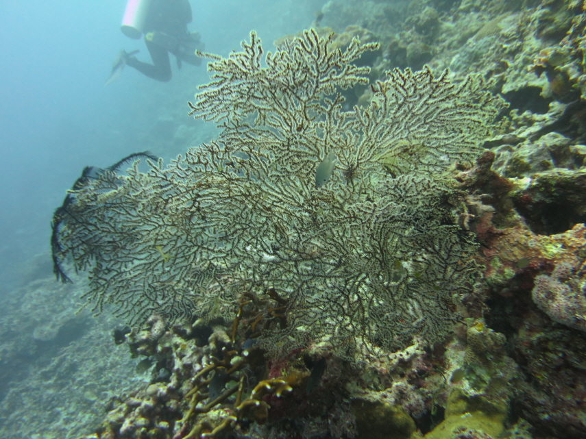 MB오션블루 다이브 리조트